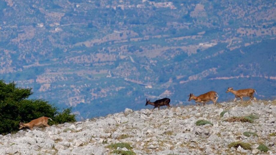 Italien_Sizilien_ITSIB_Madonien_Wild_IMG_7720.jpg