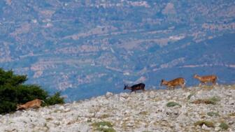 Italien_Sizilien_ITSIB_Madonien_Wild_IMG_7720.jpg
