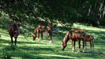 DSCF4615.jpg
