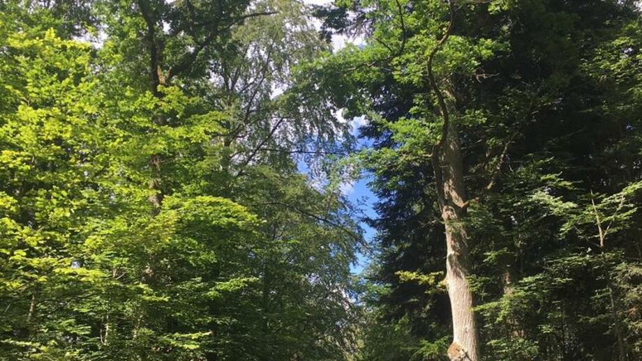 Ein Waldweg im Altmühltal.