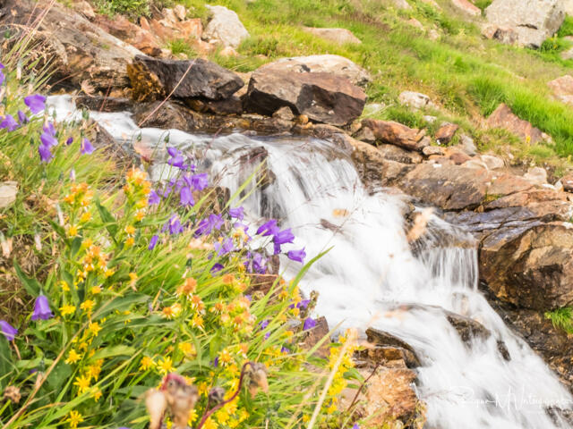 Wasserfall und Blumenwiese im Val di Sole