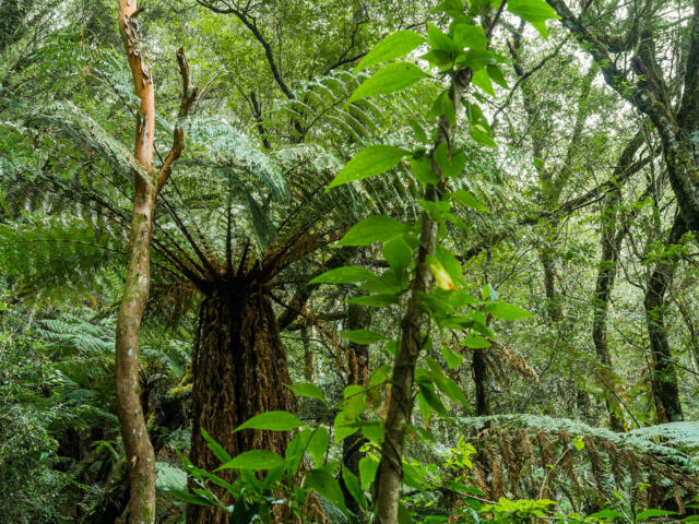 Bolivien-Trekking von den Anden durch die Yungas zum Amazonas.