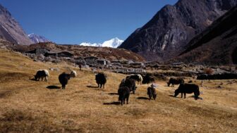 Yak Herde auf den Berghängen Nepals