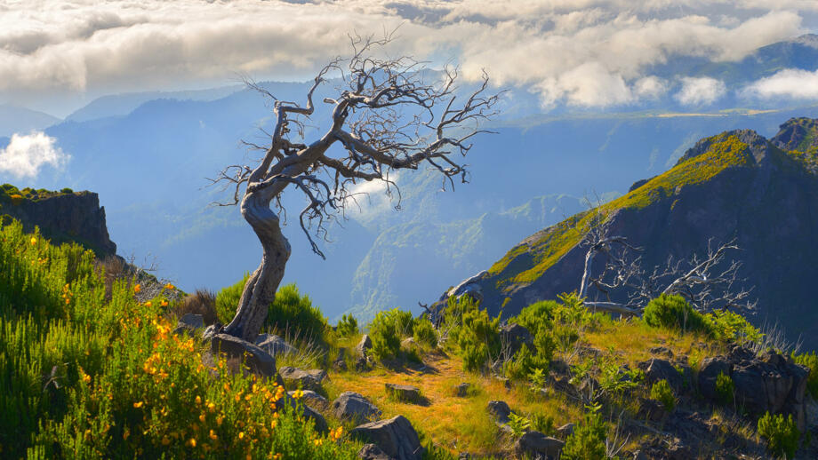 Berglandschaft am Pico Ruivo in Madeiras Zentralmassiv