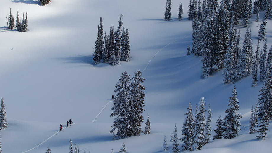 Winterlandschaft mit Tannen und Skifahrer