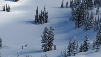 Winterlandschaft mit Tannen und Skifahrer