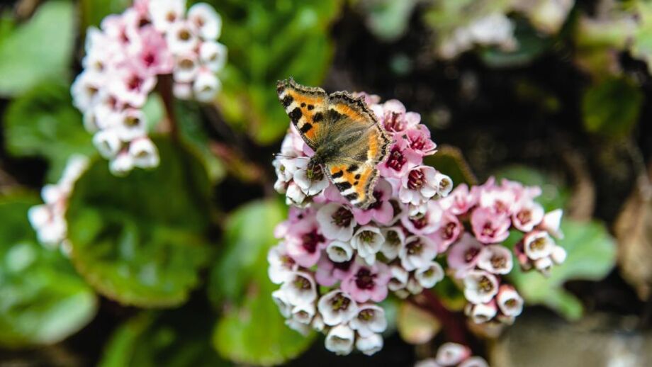 Schmetterling auf einer Blume im Annapurna Gebiet in Nepal