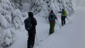 Drei Skitourengeher am Waldrand auf Skitour