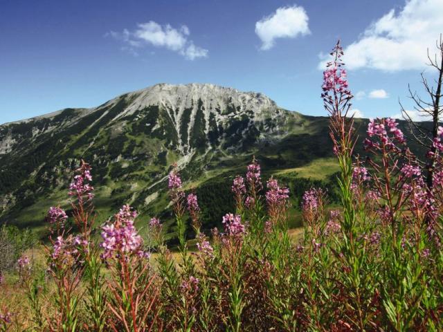 Blick auf Gipfel im Balkan mit Blumen im Vordergrund