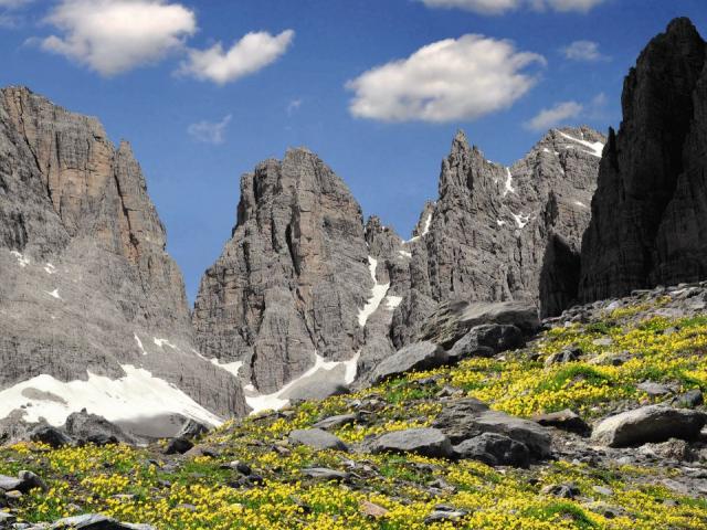 Blühende Wiese vor den Brenta Bergen in den Dolomiten