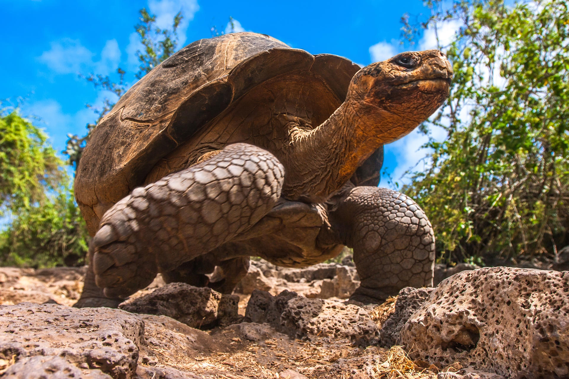 ecuador-ecgal-galapagos-die-galapagos-inseln-schildkroeten-insel-santa-cruz-shutterstock_788537227.jpg
