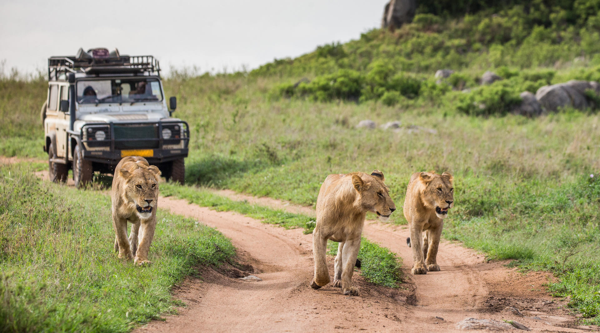 Safari-Programm: Mythos Serengeti und Ngorongoro-Krater