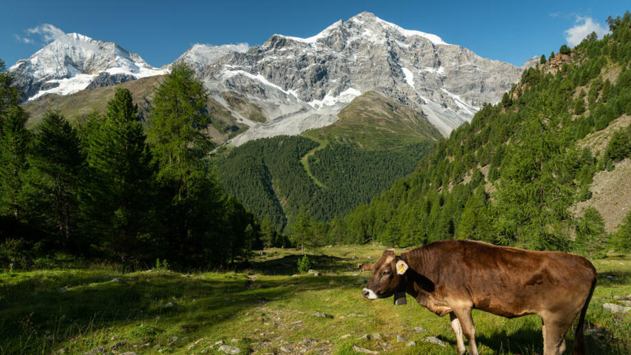 Italien_Sulden_Sommer_Berg_Kuh_Panorama_shutterstock_1508552165.jpg