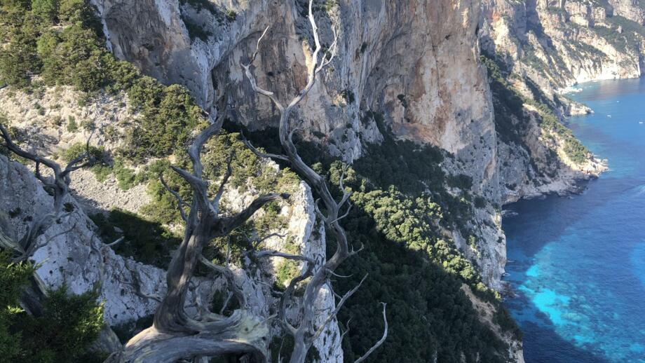 Aufnahme von einer Klippe mit ausgetrockneten Ästen und blick auf die Küste