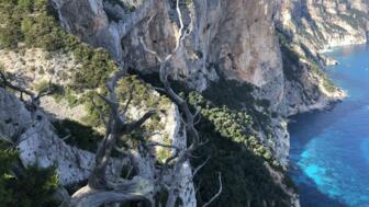 Aufnahme von einer Klippe mit ausgetrockneten Ästen und blick auf die Küste