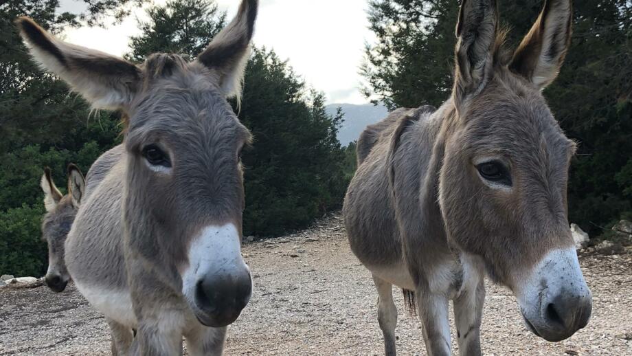 Aufnahme von zwei Eseln auf dem Wanderweg