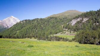 Senda Val Müstair Alp Champatsch.jpg
