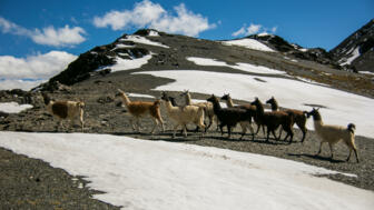 Lamaherderde überquert einen kleinen Pass in der Cordillera Real