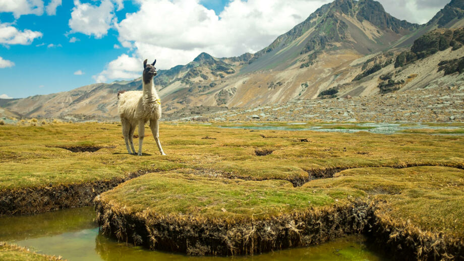 Weißes Lama auf grünem Wiesengrund nach der Condoriri-Berggruppe