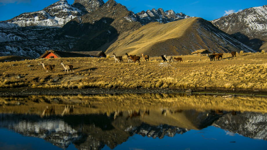 Berglandschaft mit See und Lamas in der Cordillera Real