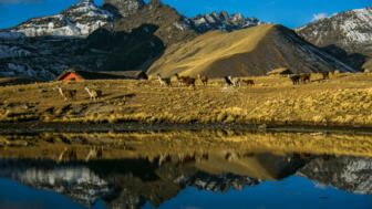 Berglandschaft mit See und Lamas in der Cordillera Real