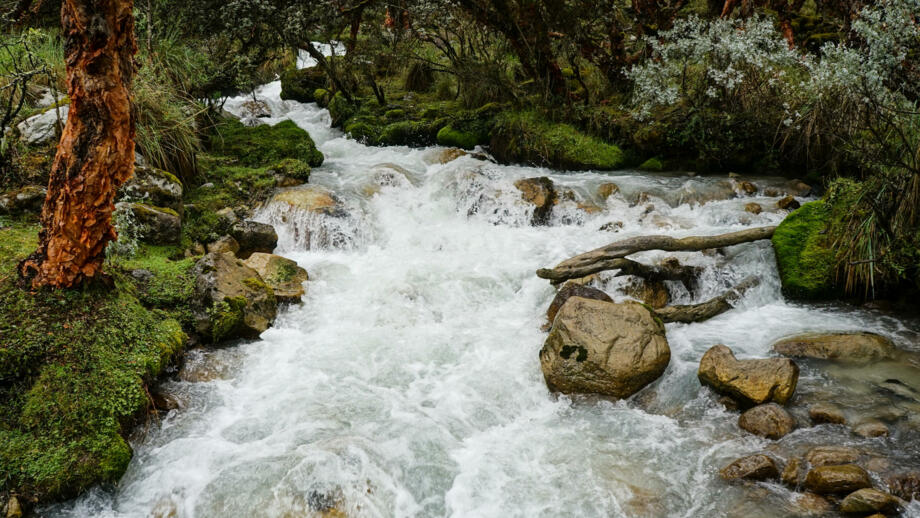 Berfluss, Moose, Bäume und Gebüsch in der Cordillera Blanca