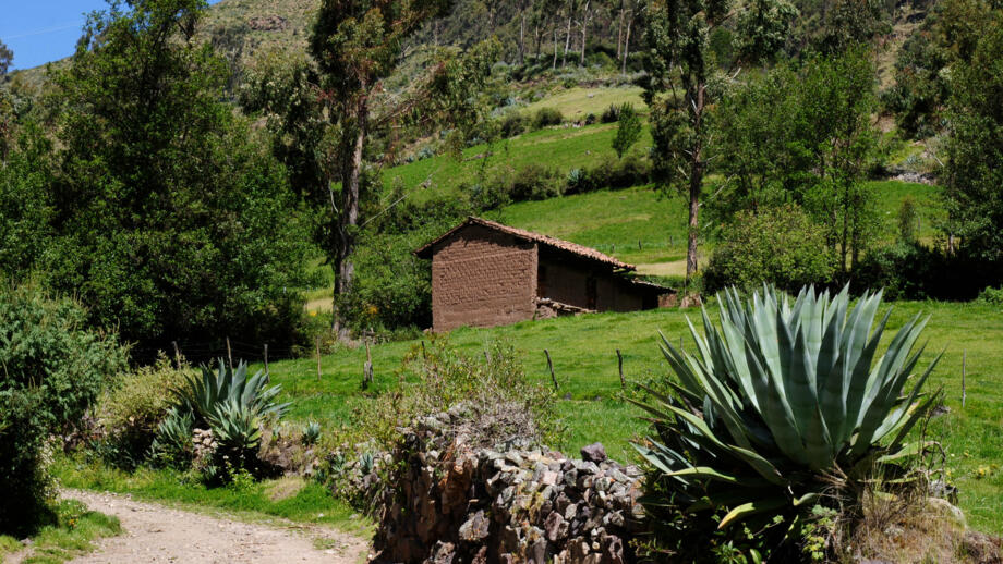 Gebäude in gründer Landschaft mit Agaven bei Chiquian