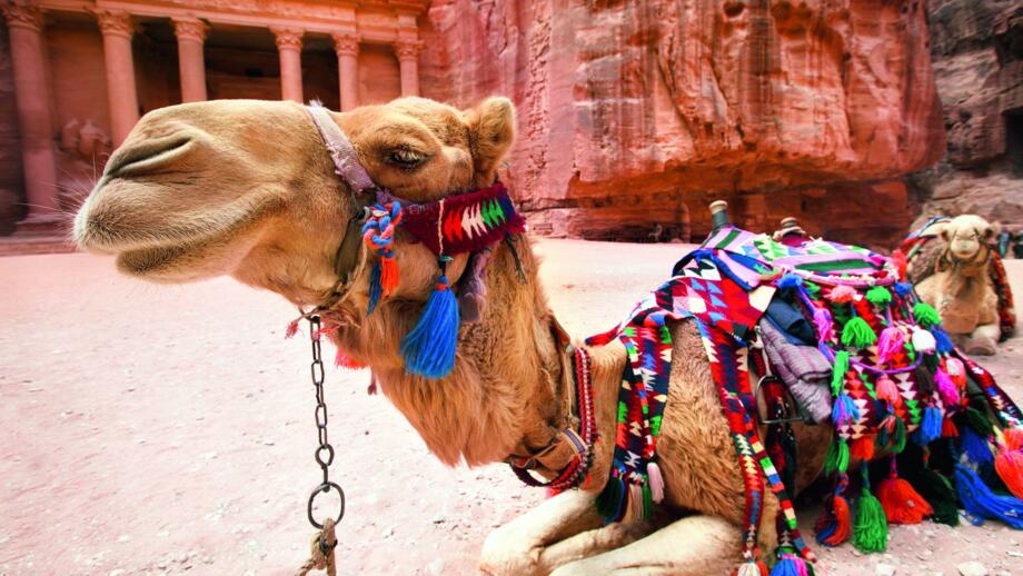 Sitzendes Kamel mit buntem Sattelzeug vor einem Steintempel Petras in Jordanien