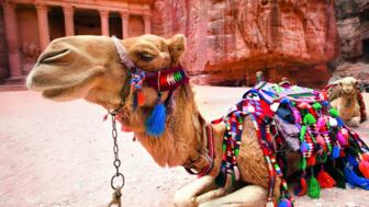 Sitzendes Kamel mit buntem Sattelzeug vor einem Steintempel Petras in Jordanien