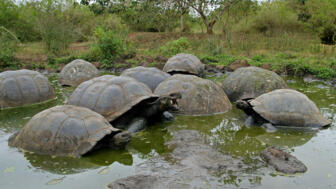 Mehrere große Schildkröten am Gewässer in der Natur