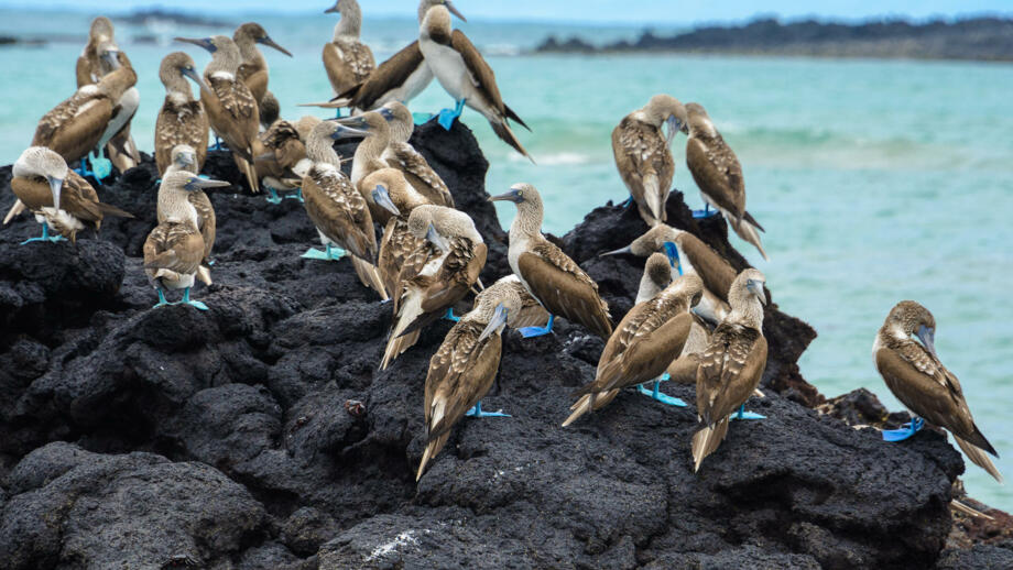 Aufnahme der blaufußigen Boobies auf der Insel Isabela in Ecuador