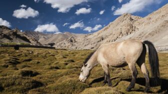 Grasendes Pferd in Ladakh