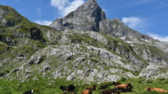 balkan-bahigh-DSC_0348.jpg