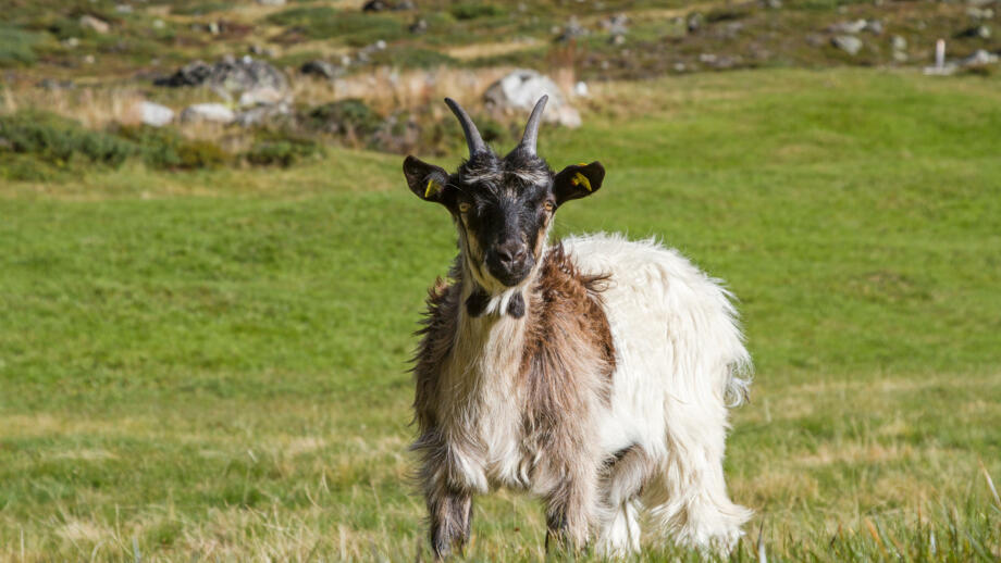 oesterreich-stubai-zwieselbach-sbwin-shutterstock-1254562132.jpg