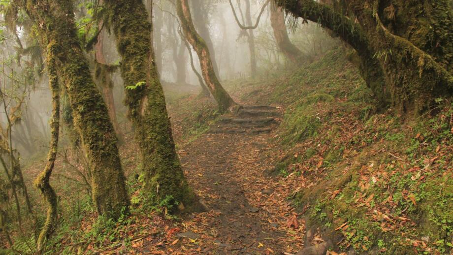 nepal-hilha-weg-durch-einen-regenwald-in-nepal-shutterstock_2385528873.jpg