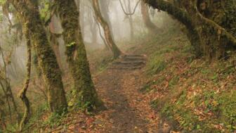 nepal-hilha-weg-durch-einen-regenwald-in-nepal-shutterstock_2385528873.jpg