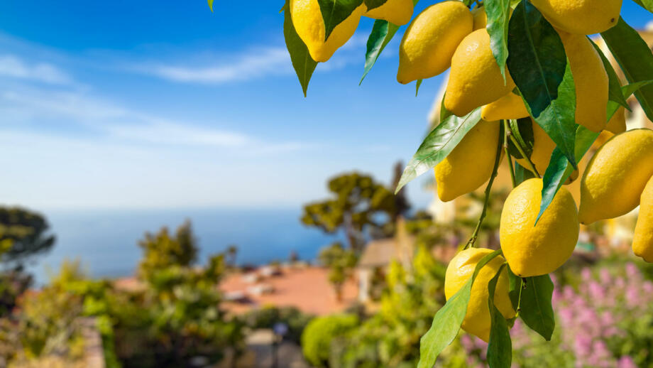 Zitronengarten in Vordergrund und im Hintergrund der Ausblick auf das Meer