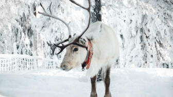 finnland-fiwin-rentier-draussen-im-schnee-shutterstock_1920931019.jpg