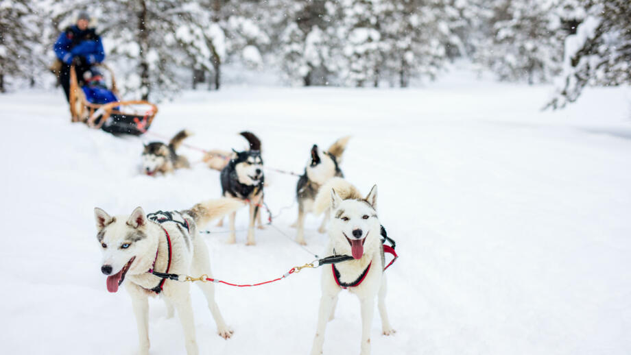 finnland-fiwin-rodelhunde-in-lappland-shutterstock_488493808.jpg
