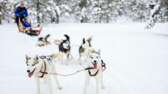 finnland-fiwin-rodelhunde-in-lappland-shutterstock_488493808.jpg