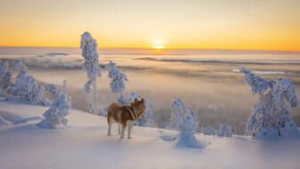 finnland-fiwin-sibirischer-husky-in-schoener-winterlandschaft-shutterstock_1982377694.jpg