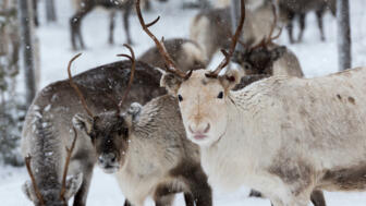 schweden-scwin-rentiere-in-natuerlicher-umgebung-shutterstock_1665392107.jpg