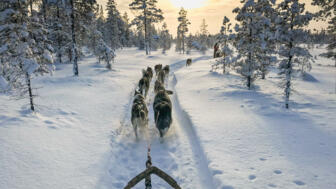 schweden-scwin-Hundeschlitten-sonnenuntergang-shutterstock_1140088814.jpg