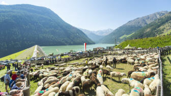 italien-suedtirol-schnalstal-berghotel-tyrol-thomas gruener transhumanz vernagt 2023 (209).jpg