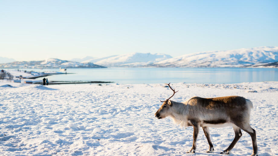 Ein Rentier an einem sonnigen Wintertag