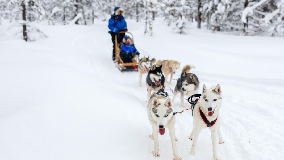 Ein Husky Gespann beim Laufen durch den Schnee