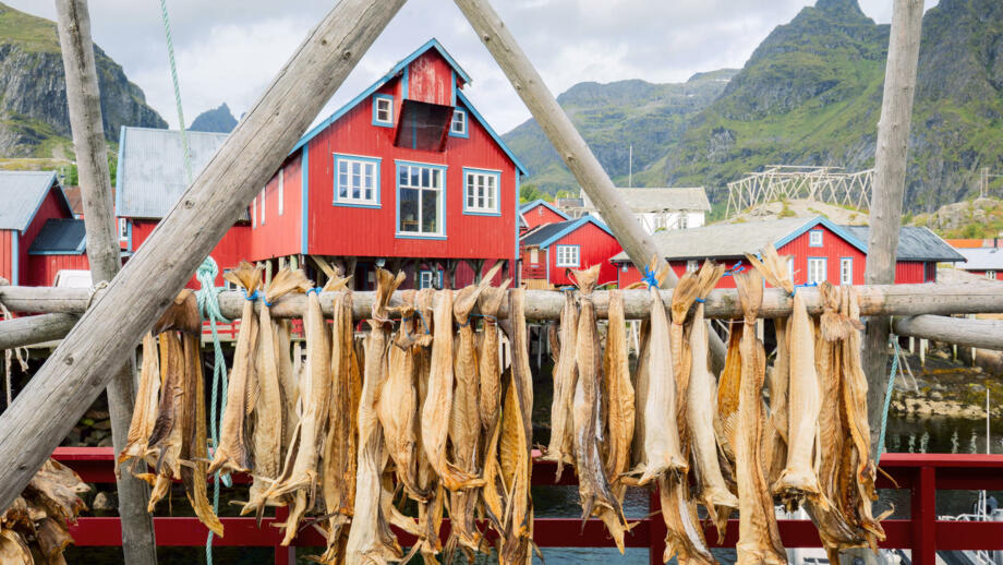 norwegen-nolos-dry-stockfisch-kabeljau-in-authentischem-traditionellen-fischerdorf-mit-traditionellen-roten-rothalden-shutterstock_1815106169.jpg