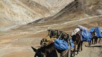 Maultierkarawane mit Packtaschen in Ladakh
