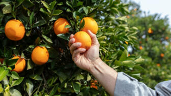 tuerkei-antalya-tuayt-orangen-auf-dem-orangenen-bauernhof-shutterstock_1207864549.jpg