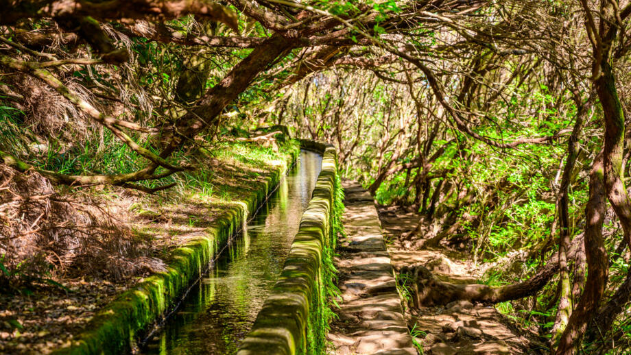 Levada mit Flechten und Mossen auf Madeira
